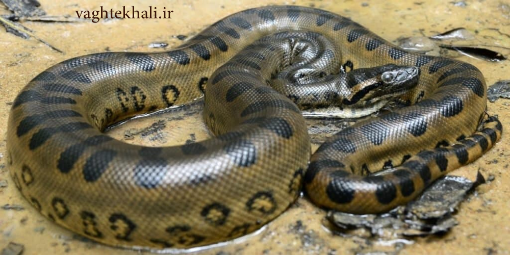 آناکوندای سبز