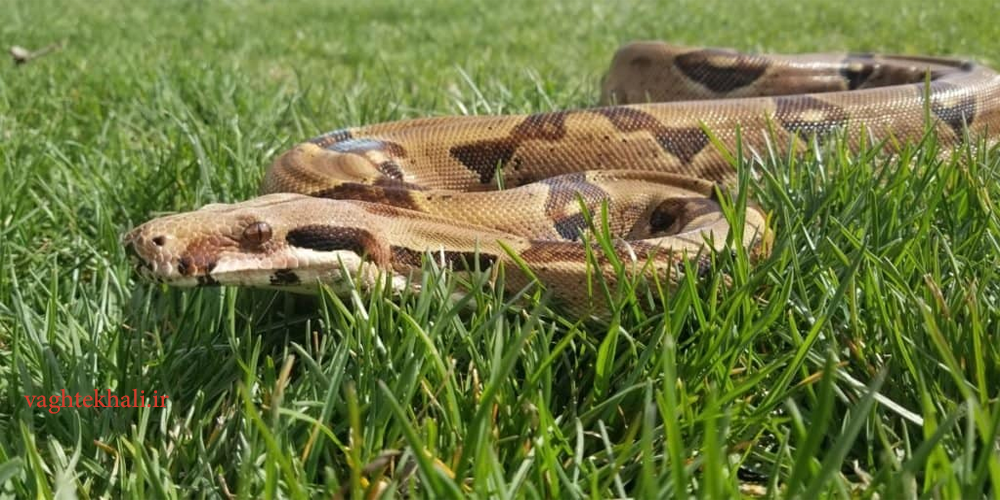 Boa Constrictor