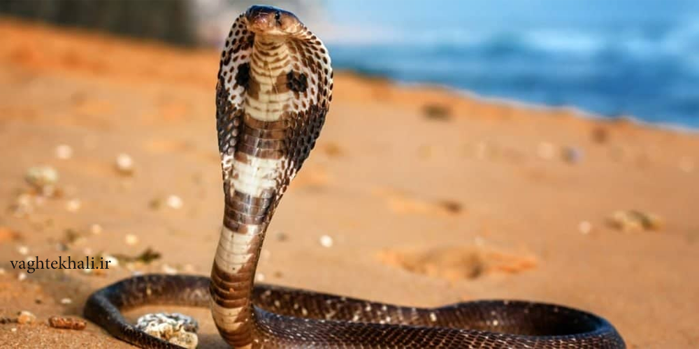 شاه کبرا