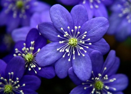 گل های زیبا