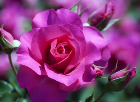گل های زیبا