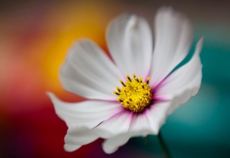 گل های زیبا