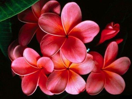 گل های زیبا