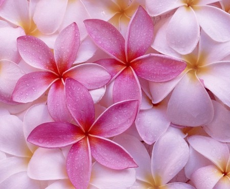 گل های زیبا