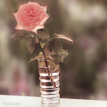 گل های زیبا