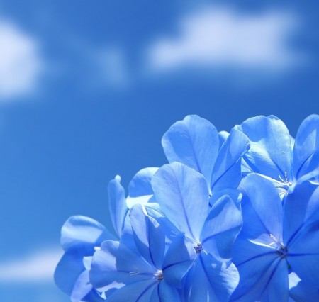 گل های زیبا