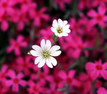 گل های زیبا