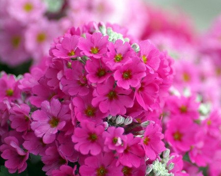 گل های زیبا