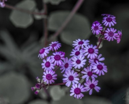 گل های زیبا