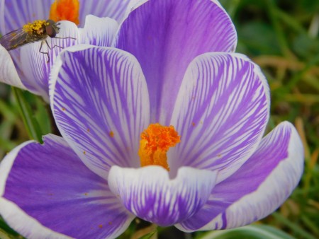 گل های زیبا