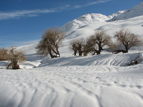 طبیعت در برف